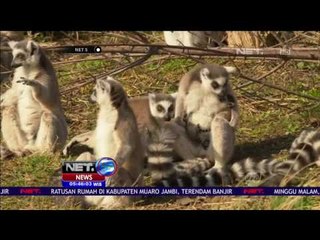 2 Bayi Lemur Diperkenalkan ke Publik - NET5