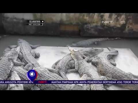 Taman Buaya Asam Kumbang Terbesar Se Asia Tenggara NET24