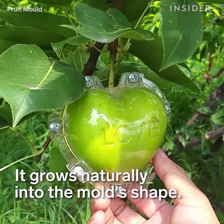 How Water Melton and Other vegetables In Different Shapes