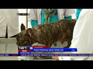 BKSDA Jatim Imbau Lokasi Foto Bersama Harimau Ditutup - NET16
