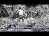 Mirisnya, Gajah Hewan yang Terancam Punah Mati Tanpa Sebab di Wilayah Sumatera - NET24