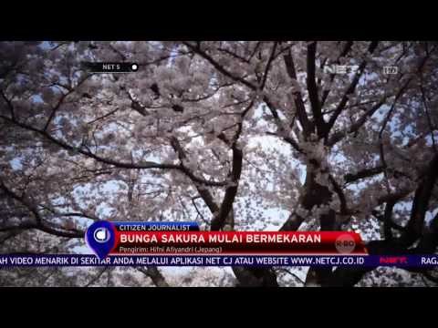 Musim Semi Tiba, Bunga Sakura di Jepang Bermekaran - NET5