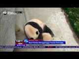 Aksi Lucu Bayi Panda Menggangu Panda Raksasa - NET24