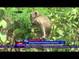 Monyet Cari Makan di Permukiman Warga - NET24
