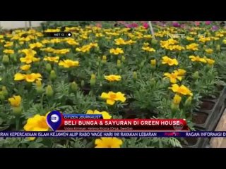 Berburu Bunga dan Sayuran Segar di Swedia - Net 12