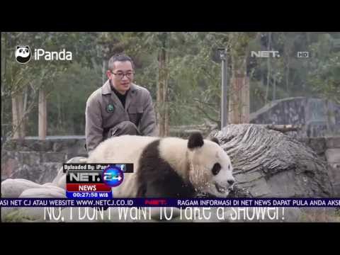 Tingkah Laku Lucu Panda Kembar Bergulat - NET24