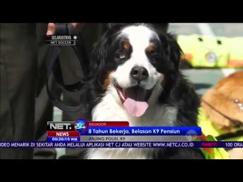 8 Tahun Bekerja, Belasan Anjing Labrador Pensiun - Net 24