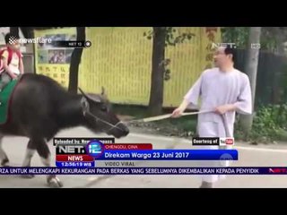 Aksi Antar Jemput Anak Dengan Keledai - Net 12