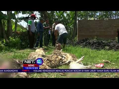 Teror Anjing Pemburu Bunuh Puluhan Kambing