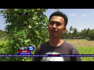 Merugi, Petani Cabai Ini mendadak Viral Di Media Sosial - NET5