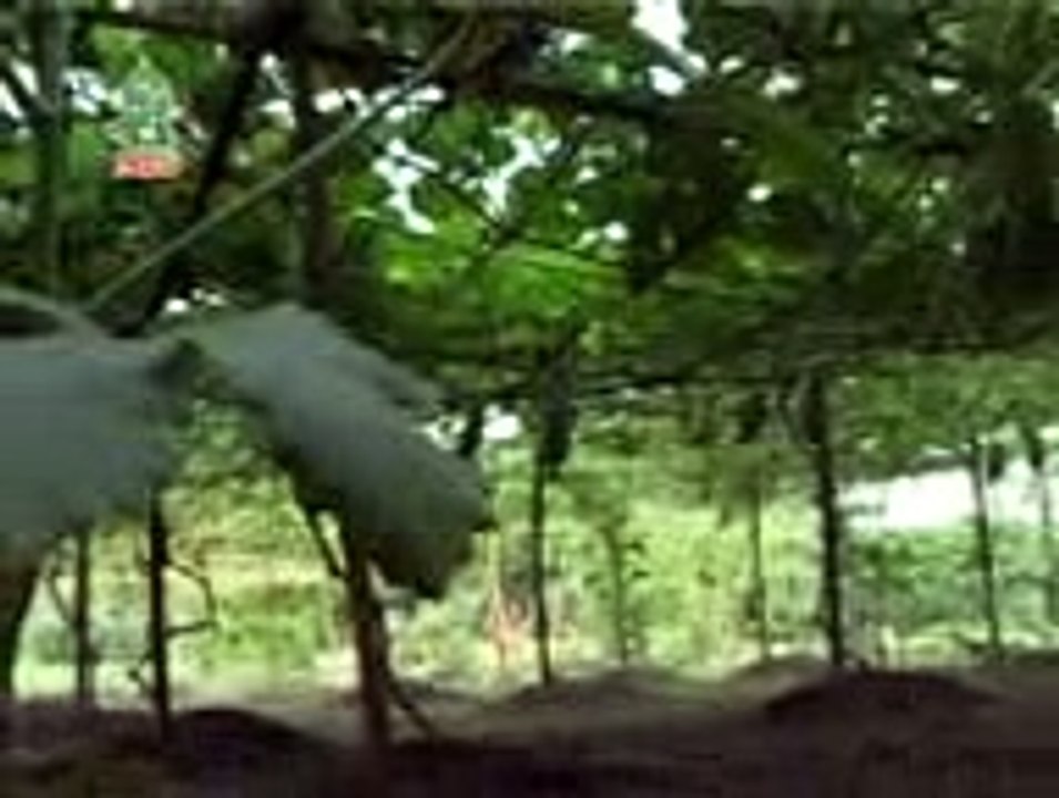 আল্লাহর সৃষ্টির নিদর্শন _ আল্লামা দেলাওয়ার হোসাইন সাঈদী _ ALLAMA SAYDE _ 1080p HD _ youtube Lokman374