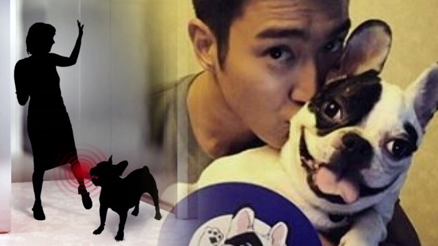 이웃집 개에 물려 숨져...반려견 관리 절실 / YTN