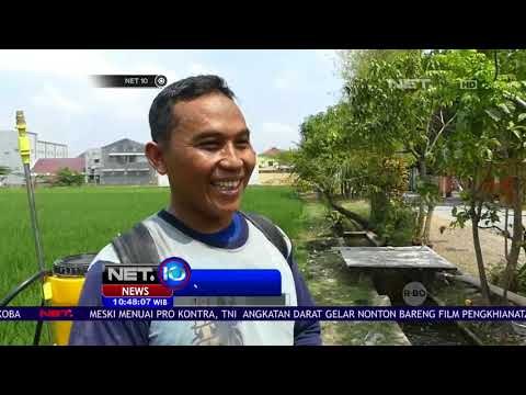 Inisiatif Warga Ubah Kolam Sampah Jadi Kolam Ikan