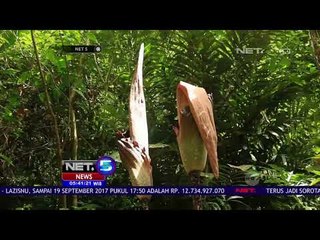 Bunga Bangkai Tertinggi Di Dunia Mekar Di Riau - NET5