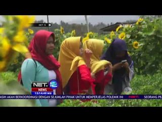 Download Video: Berselfie Cantik Di Kebun Bunga Matahari Milik Pak Tani - NET12