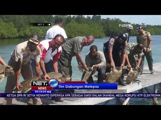 Tim Gabungan Melepas 35 Ekor Penyu - NET5
