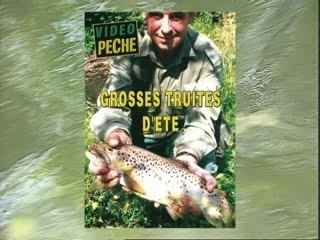 Grosses truites d'été