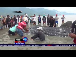 Скачать видео: Hiu Paus Terperangkap Jaring Nelayan Di Perairan Teluk Palu - NET24