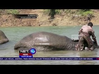Cegah Gajah Penghalau Kelaparan - NET10