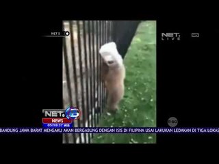 Penyelamatan Seekor Beruang yang Kepalanya Tersangkut Pada Sebuah Kendi - Net 5