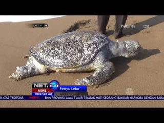 Diduga Terjaring Nelayan, Penyu Abu Abu Berumur 40 Tahun Mati Terdampar - NET24