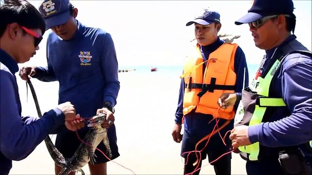Monitor Lizard Scares Tourists On Beach After Being Mistaken For Crocodile