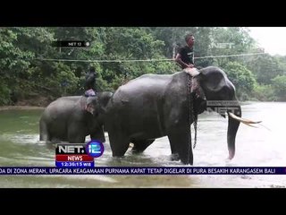 Gajah Penghalau Terancam Kelaparan Karena Dana Pakan Tak Kunjung Tiba - NET12