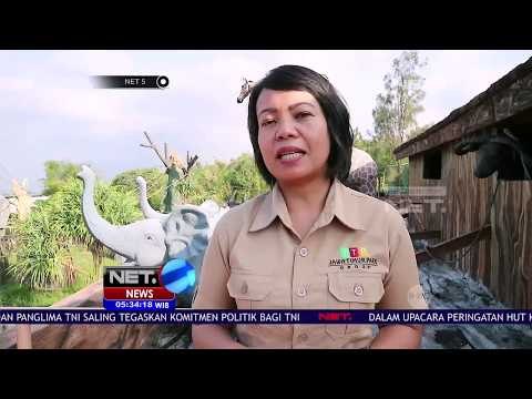 Lucunya, Bayi Gajah Koleksi Baru Jatim Park Ini Belum Diberi Nama - NET5