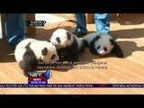 Gemasnya 3 Bayi Panda Kembar Yang Belum Diberi Nama Ini - NET24