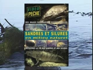 Sandres et silures en milieu naturel