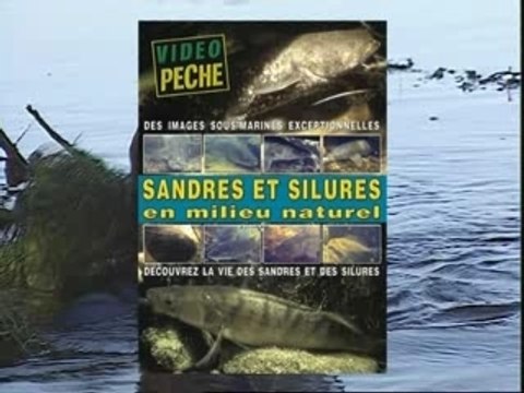 Sandres et silures en milieu naturel