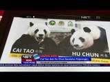 Berstatus Pinjaman, Panda Cai Tao dan Hu Chun Akan Tinggal Di Indonesia Selama 10 Tahun - NET12