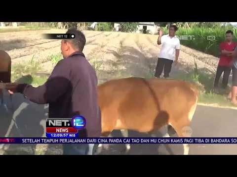 Tak Lagi Bisa Merawat, Pengungsi Gunung Agung Jual Hewan Peliharaan - NET12