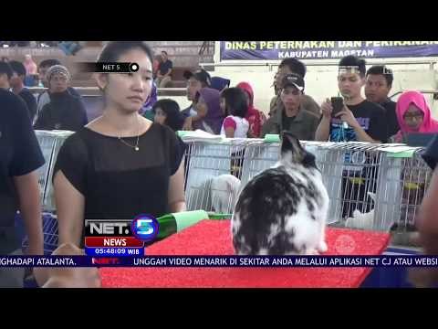 Ratusan Kelinci Lucu Dan Menggemaskan Ramaikan Kontes Kelinci Tingkat Nasional di Magetan - NET5