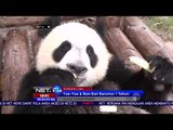 Panda Menggemaskan Ini Rayakan Hari Ulang Tahun yang Pertama - NET24