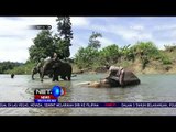 Dana Pakan Gajah Tak Kunjung Turun, Pawang Andalkan Pemberian Warga - NET24