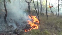 Antalya Kumluca'da 3 Ayrı Noktada Çıkan Orman Yangını Kontrol Altına Alındı