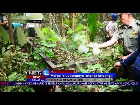 Warga Upayakan Tangkap Beruang Yang Tewaskan Satu Orang Di Kampar, Riau - NET12