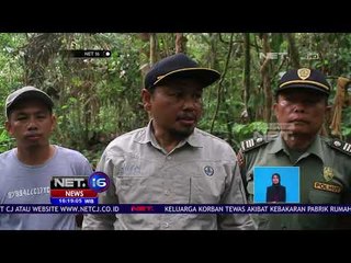 Pasca Menerkam Pasangan Suami Istri Perburuan Beruang Terus Berlangsung - NET16