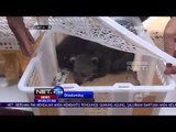 Petugas BKSDA Sita Satwa Langka Peliharaan Warga di Bekasi - NET24