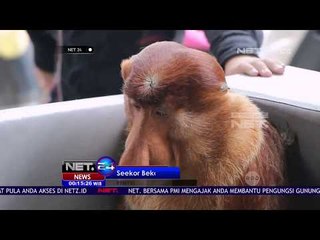 Bekantan Dehidrasi yang Tersangkut Diantara Pohon Diselamatkan Warga - NET24