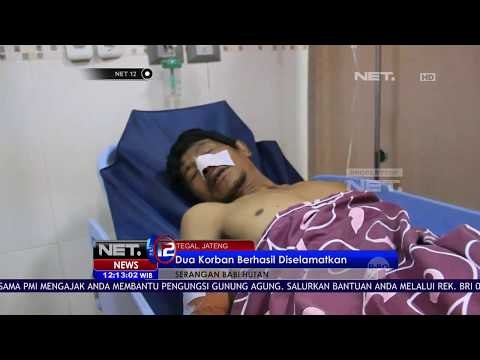 Babi Hutan Kembali Serang Warga Di Tegal, 2 Orang Berhasil Selamat - NET12