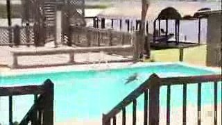 Unwelcome Gator Takes a Dip in Family Pool  Gator Boys