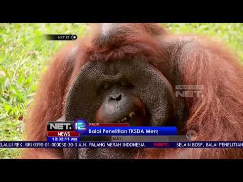Foto Luna Maya Bersama Orangutan Di Sampul Majalah Menuai Kritik - NET12