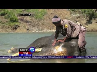 Dana Pakan Diduga Dikorupsi, Kerja Gajah Penghalau Terhambat