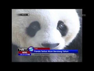 Panda Tertua Akan Berulang Tahun - NET 5