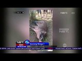 Seorang Warga di Tegal Tewas Setelah Diserang Kawanan Babi Hutan - NET24