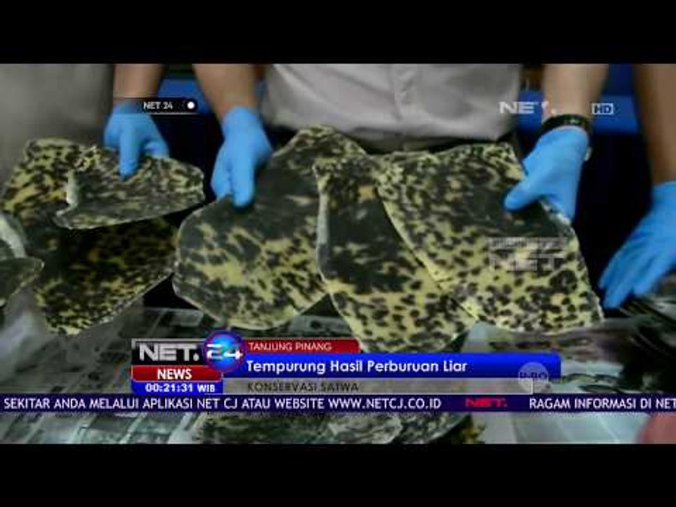 Petugas Berhasil Menyita Ratusan Tempurung Penyu - NET24