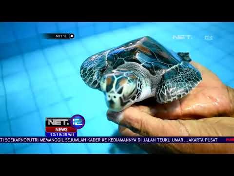 Wisata Penyu Batuhiu Pangandaran Jadi Daya Tarik Wisatawan Asing - NET12