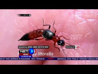 Diduga Serangan Tomcat, Puluhan Warga Menderita Kulit Melepuh - NET12